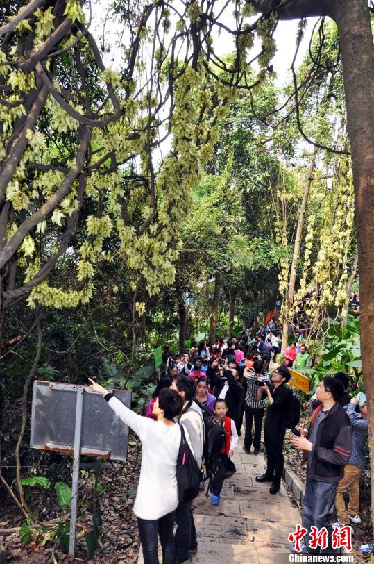 廣東東莞禾雀花開兩岸三地遊客紛至遝來(lái)