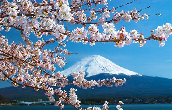 她為櫻花辯護：評《神風特攻隊、櫻花與民族主義》