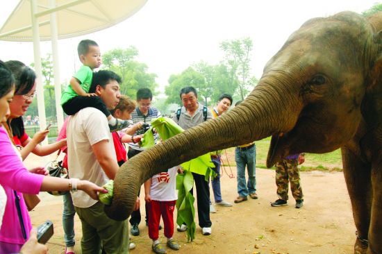 為動物“過端午”(圖)