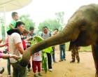 為動物“過端午”(圖)