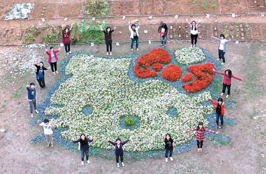 大學(xué)空地變HelloKitty花圃隨季節(jié)“變臉”（圖）