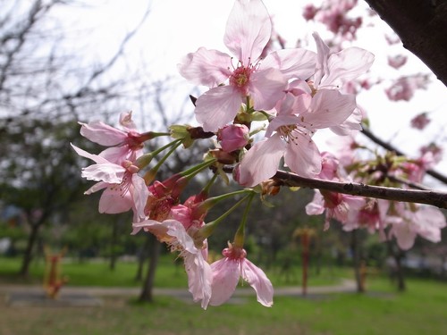 賞櫻不需遠(yuǎn)行，新竹公園就可欣賞櫻花盛開美景