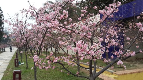 賞櫻不需遠(yuǎn)行，新竹公園就可欣賞櫻花盛開美景