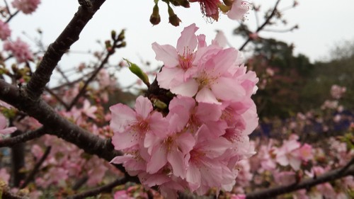 賞櫻不需遠(yuǎn)行，新竹公園就可欣賞櫻花盛開美景