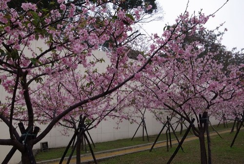 賞櫻不需遠(yuǎn)行，新竹公園就可欣賞櫻花盛開美景