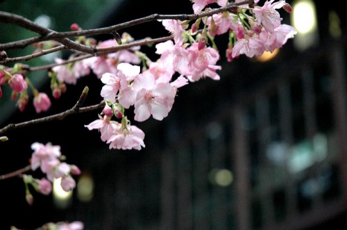 賞櫻不需遠(yuǎn)行，新竹公園就可欣賞櫻花盛開美景