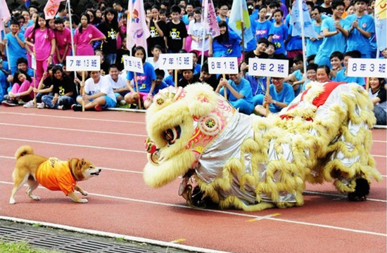 流浪狗被初中老師收留獲發(fā)“學(xué)生證”成校犬（圖）