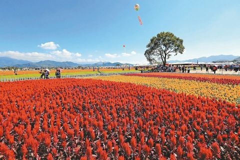 臺(tái)中舉辦國(guó)際花毯節(jié)花仙邀你走進(jìn)奇幻世界（圖）