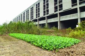 爛尾樓旁建起“農(nóng)場”