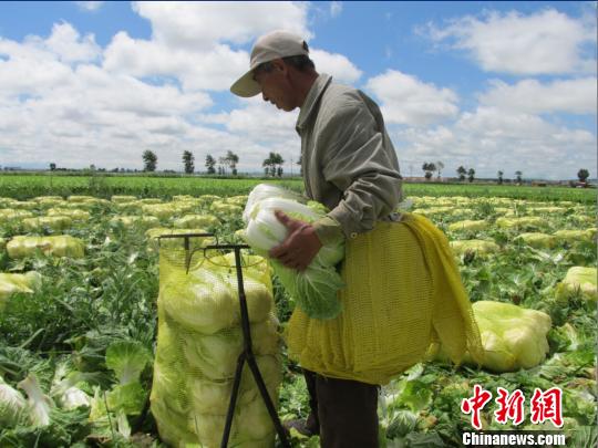 張家口壩上蔬菜銷路不暢菜農(nóng)嘆菜販子人間蒸發(fā)