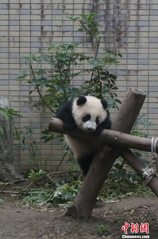 “圓仔”魅力無法擋入園人次創(chuàng)新高（圖）