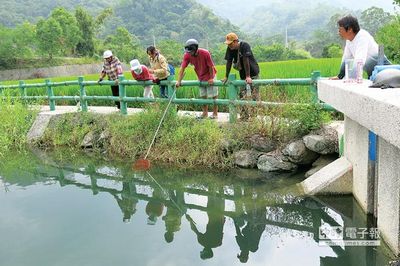 水母空降花蓮淡水湖民眾圍觀直呼“好可愛”（圖）