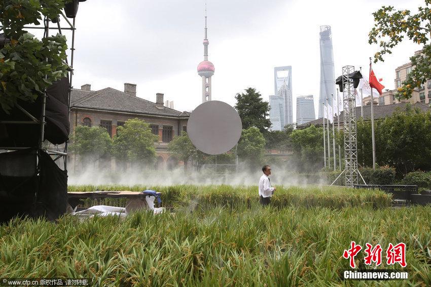 上海外灘源一馬路現(xiàn)“水稻田”景觀