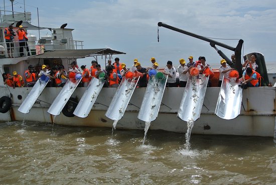 2013海峽兩岸漁業(yè)資源增殖放流活動(dòng)舉行