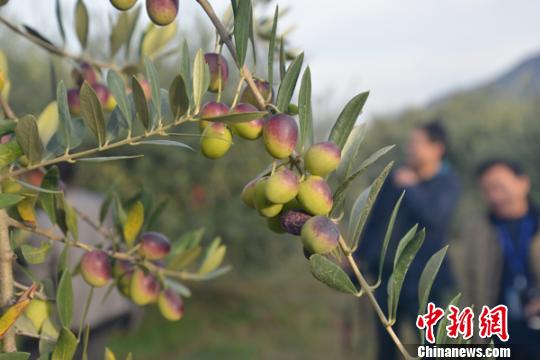 甘肅武都打造“中國(guó)橄欖之城”綠荒山飽錢囊