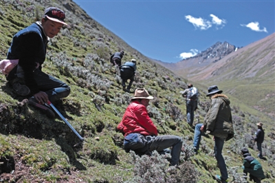 巴嘎村村民在海拔5000米的草甸上沿四十度的山坡挖蟲(chóng)草。