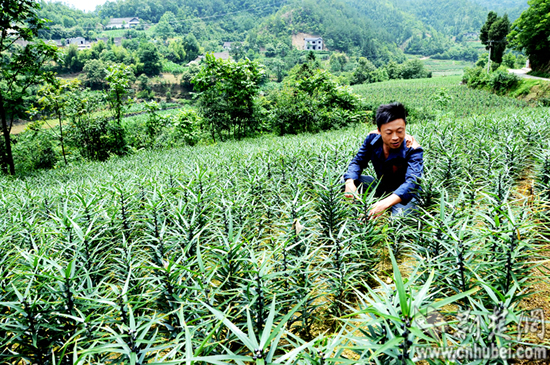 長陽土家青年農(nóng)民覃鵬程發(fā)“藥財”