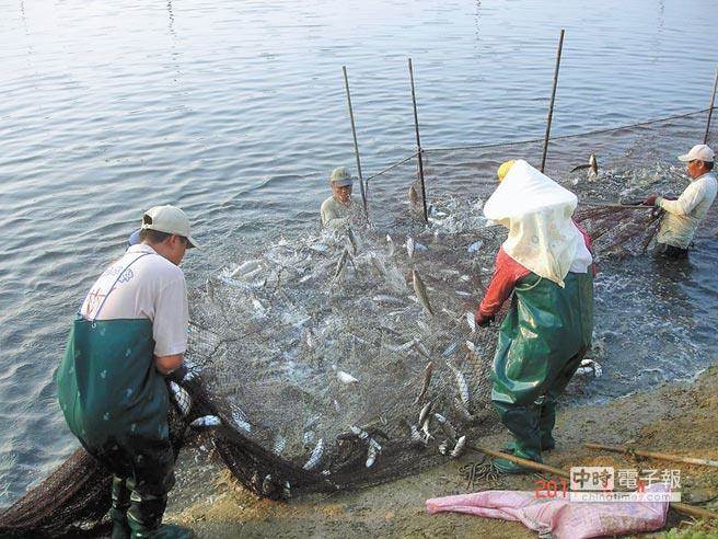 臺(tái)南漁民怨：賴清德説虱目魚賣新加坡 半尾也沒