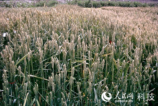 彩粒小麥彩色馬鈴薯問(wèn)世 花青素含量接近藍(lán)莓