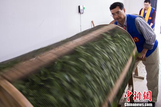 圖為參賽者將茶青放到搖青機(jī)中搖動(dòng)?！±钅宪?攝