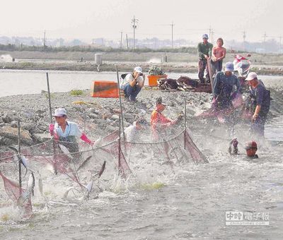 2014臺灣彌陀港虱目魚節(jié) 下月初將登場（圖）