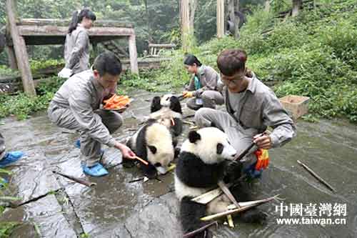 A組學(xué)生在熊貓幼兒園飼喂熊貓寶寶。