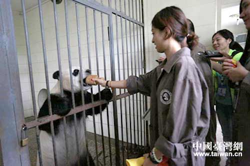 B組學(xué)生在新豹子山飼喂成年懷孕大熊貓。