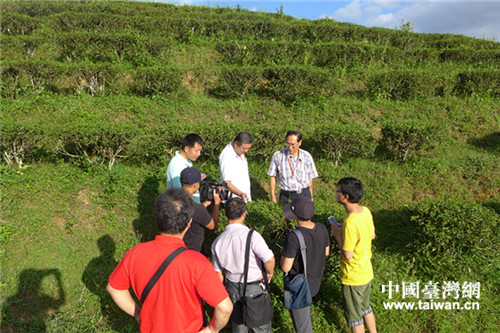 臺商葉朝宗帶領(lǐng)兩岸媒體記者參觀茶園