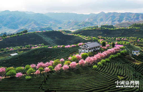 漳平臺品櫻花茶園