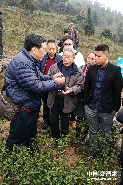 臺(tái)灣茶葉專家陳善芳到清涼村家家發(fā)專業(yè)合作社茶園基地指導(dǎo)茶葉種植及採(cǎi)摘相關(guān)知識(shí)及技巧。