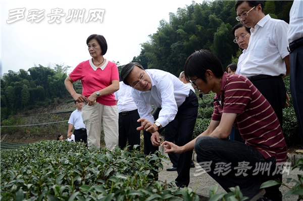 考察團(tuán)一行實(shí)地考察阿里山生力茶園