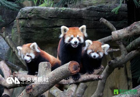 臺(tái)灣小熊貓寶寶亮相賣萌動(dòng)物園邀粉絲命名（圖）