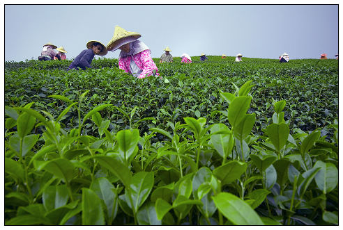 阿里山茶鄉(xiāng)