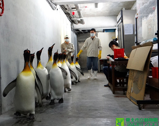 臺(tái)北動(dòng)物園國(guó)王企鵝搬家 齊步排排走