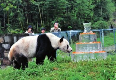 21日，中國保護大熊貓研究中心都江堰基地，盼盼在享用生日蛋糕。