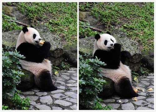 臺北動(dòng)物園年前大掃除“圓仔”頻吃窩窩頭（圖）