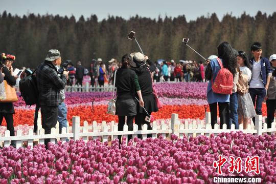 60萬(wàn)株鬱金香昆明盛放萬(wàn)名遊客花海自拍（圖）