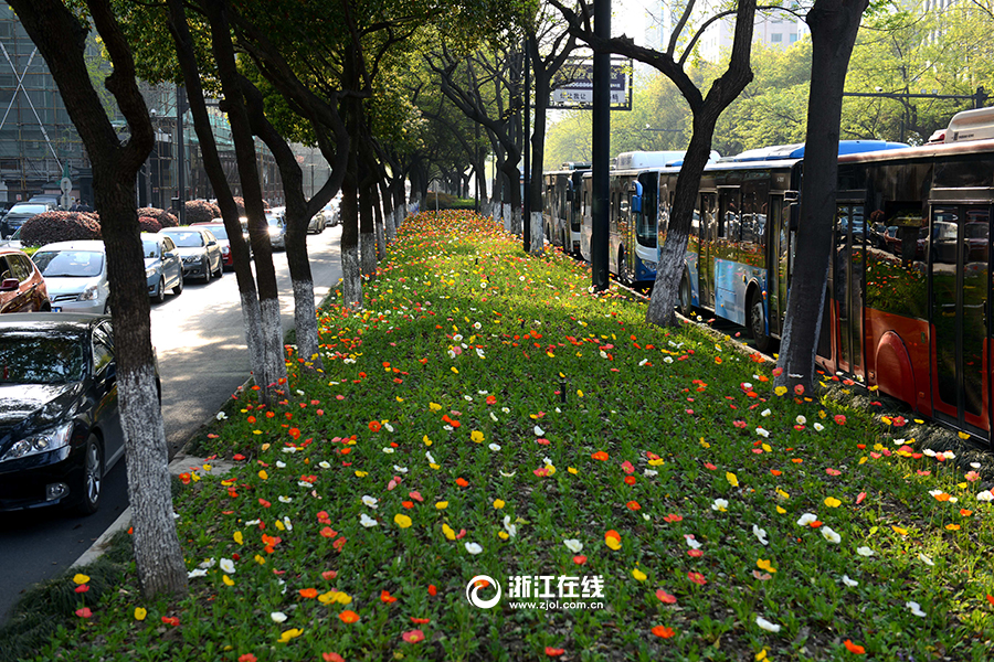 杭州天目山路變身“鮮花大道”