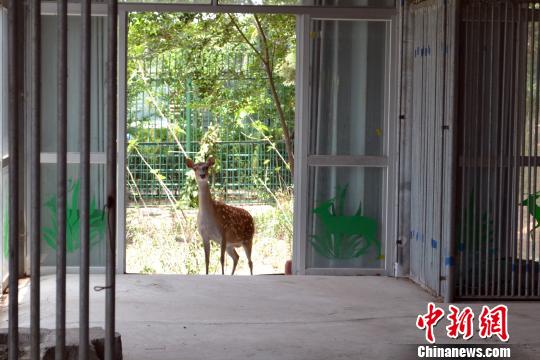 臺(tái)灣贈(zèng)送大陸梅花鹿“點(diǎn)點(diǎn)”誕下第五胎（圖）