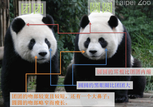 “團(tuán)團(tuán)”、“圓圓”在耳根及面部的不同。