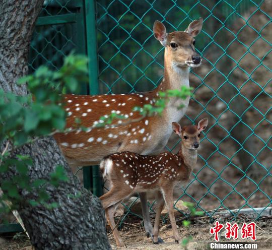 2011年，臺灣贈送大陸一對梅花鹿和一對長鬃山羊入住海峽兩岸交流基地威海劉公島。入住大陸以來，臺灣梅花鹿一家人丁興旺。(資料圖) 蔡潤連 攝