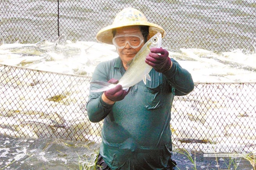 臺灣虱目魚的“池魚之殃” 蔡當(dāng)局從中作梗島內(nèi)“漁”不聊生