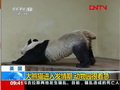 大熊貓進(jìn)入發(fā)情期 動(dòng)物園很著急