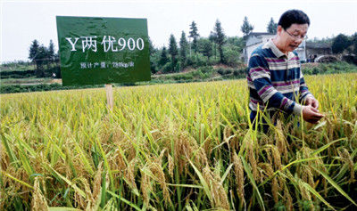  9 月15 日，雜交水稻國(guó)家重點(diǎn)實(shí)驗(yàn)室首席科學(xué)家鄧啟雲(yún)在創(chuàng)造1000公斤畝産紀(jì)錄的第四期超級(jí)稻品種“Y 兩優(yōu)900”種植基地。