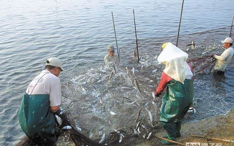 賴清德沒(méi)有賣出半尾虱目魚 臺(tái)南漁民吁民進(jìn)黨別再騙