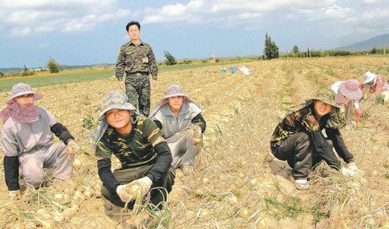 臺軍助收洋蔥恐取消蔥農(nóng)稱軍方太現(xiàn)實(shí)