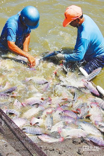 韓國電視節(jié)目移花接木刻意抹黑臺灣鯛重挫魚價