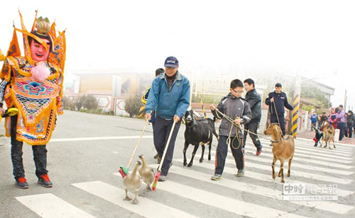 臺灣迎來開學(xué)日“終極鴨班”來報(bào)到（圖）