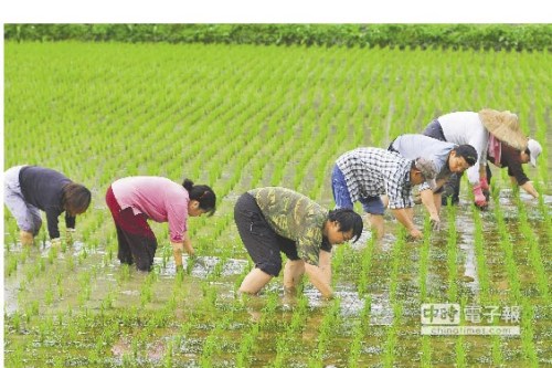 不做憂鬱有錢人臺灣憨農(nóng)夫捍衛(wèi)彈藥庫“綠寶石”