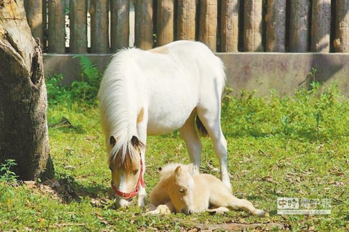 臺(tái)北動(dòng)物園迷你馬媽媽産子小馬取名“白龍”（圖）